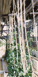 Tomato Cage Extension, Bean Pole Support, and Other Country Lore Image